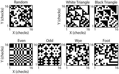 Recurrent Network Dynamics; a Link between Form and Motion